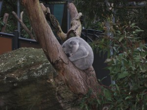 Sleeping Koala @ Taronga Zoo