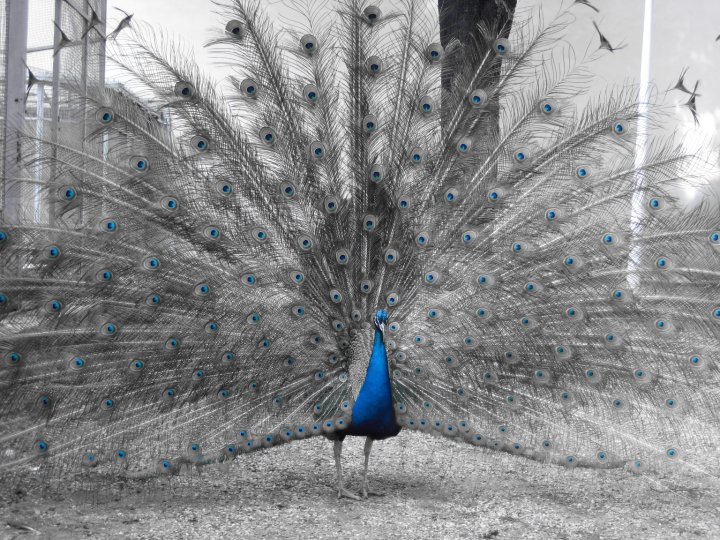 Peacock @ Dolmabahçe Palace