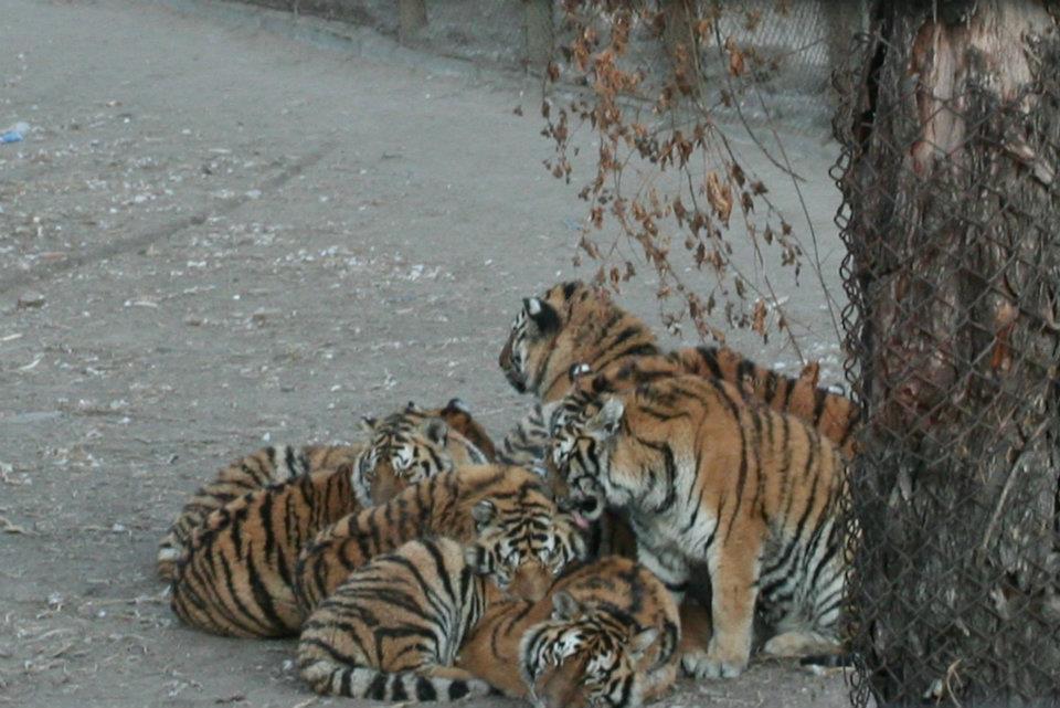 Siberian Tiger Reserve